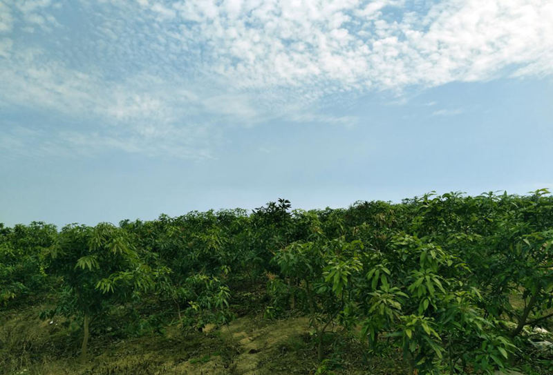 愛(ài)普豐澤晟華：為農(nóng)服務(wù)，我們是快樂(lè)的